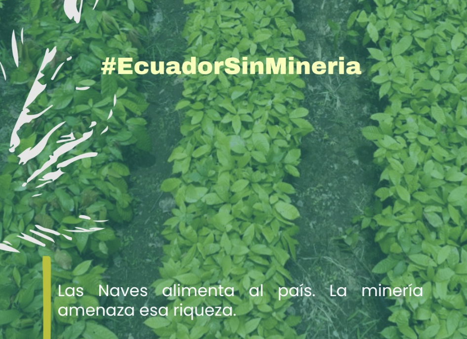 Three rows of herbs grow on the ground with text on top that reads "Las Naves feeds the country. Mining threatens this richness."